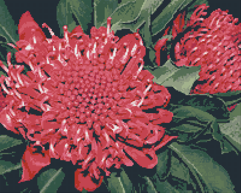leaking-out-of-your-pixelhobby-klassik-vorlage-waratah-online-sale_0.png